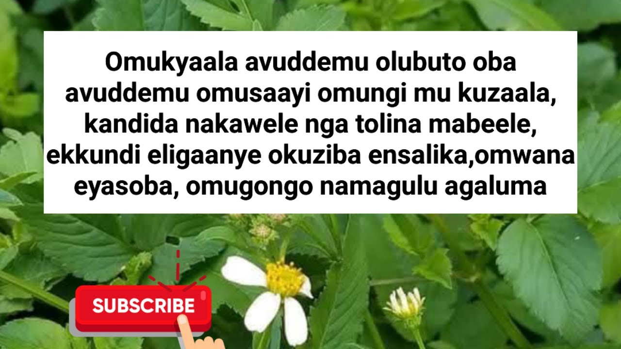 Obusobe, omugongo n'amagulu agaluma,kandida, ekkundi eligaanye okuziba ensalika n'endwadde endala
