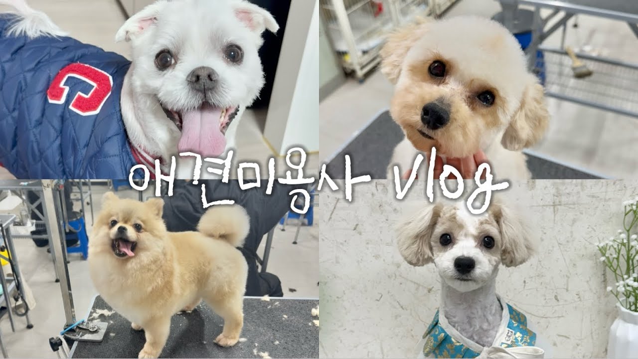 아직 학원생인 초보애견미용사vlog | 샵인샵애견미용실 | 강아지호텔링(홈텔링)