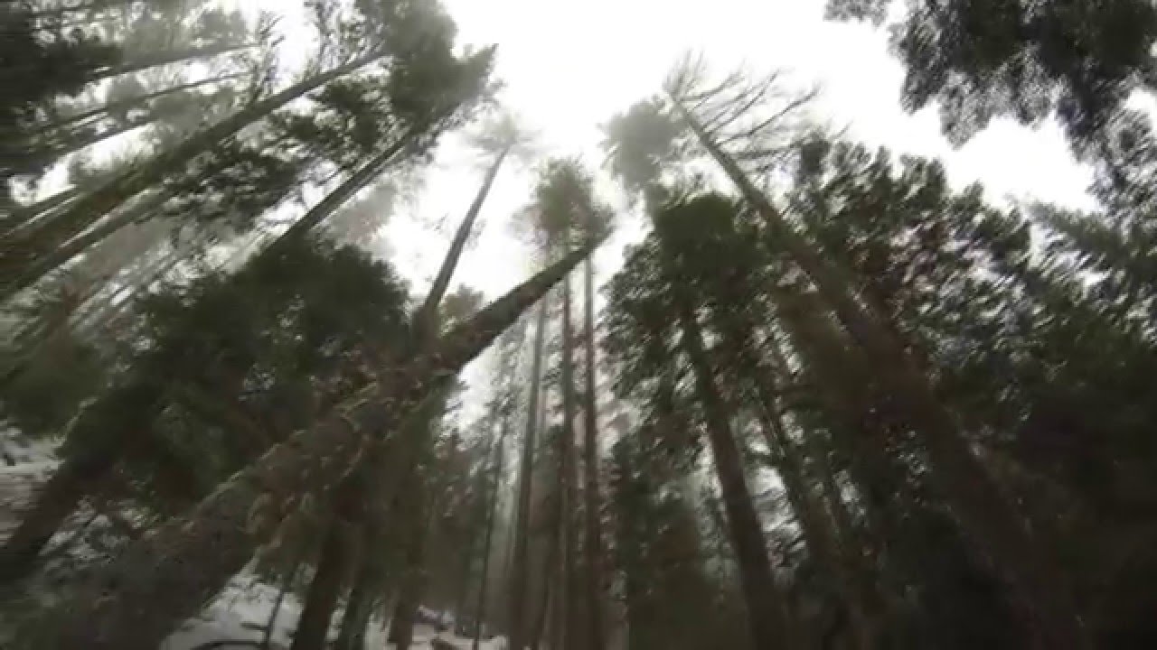 Hazard Tree Felling in Central Washington * HD * Thin Air Logging & Tree Service