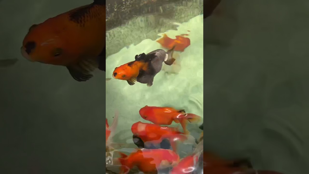 Hydrogen Peroxide for Tank Items!