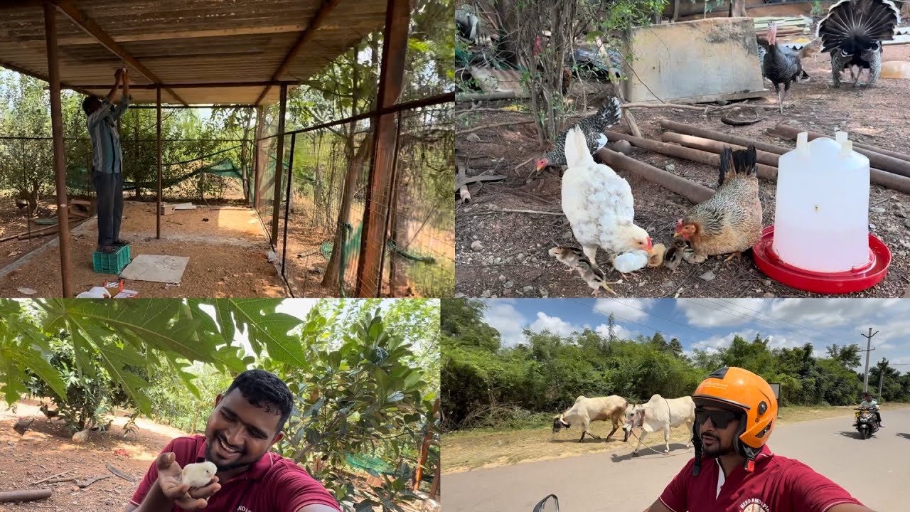 Beautiful day at farm| #goatfarming #hyderabad #telangana #hardworkworks 
