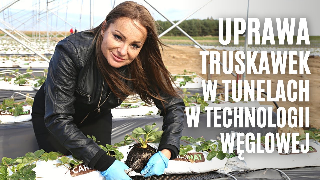 Uprawa truskawek w tunelach w technologii węglowej