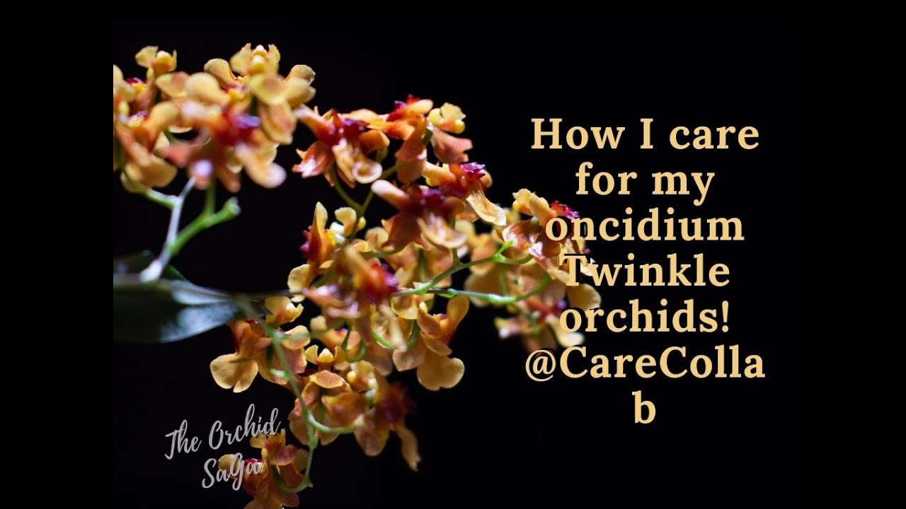 How I care for my ondicium Twinkle orchids! @CareCollab