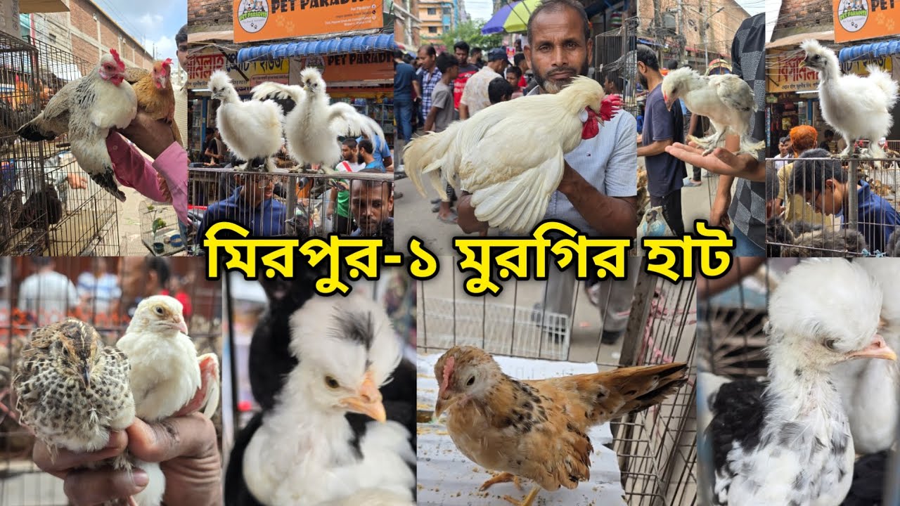 Mirpur-1 chicken hat |বাচ্চা সহ দেশি মুরগি |দেশি মুরগিতে ভরপুর |ফেন্সি মুরগি |ফেন্সি মুরগির দাম ২০২৫
