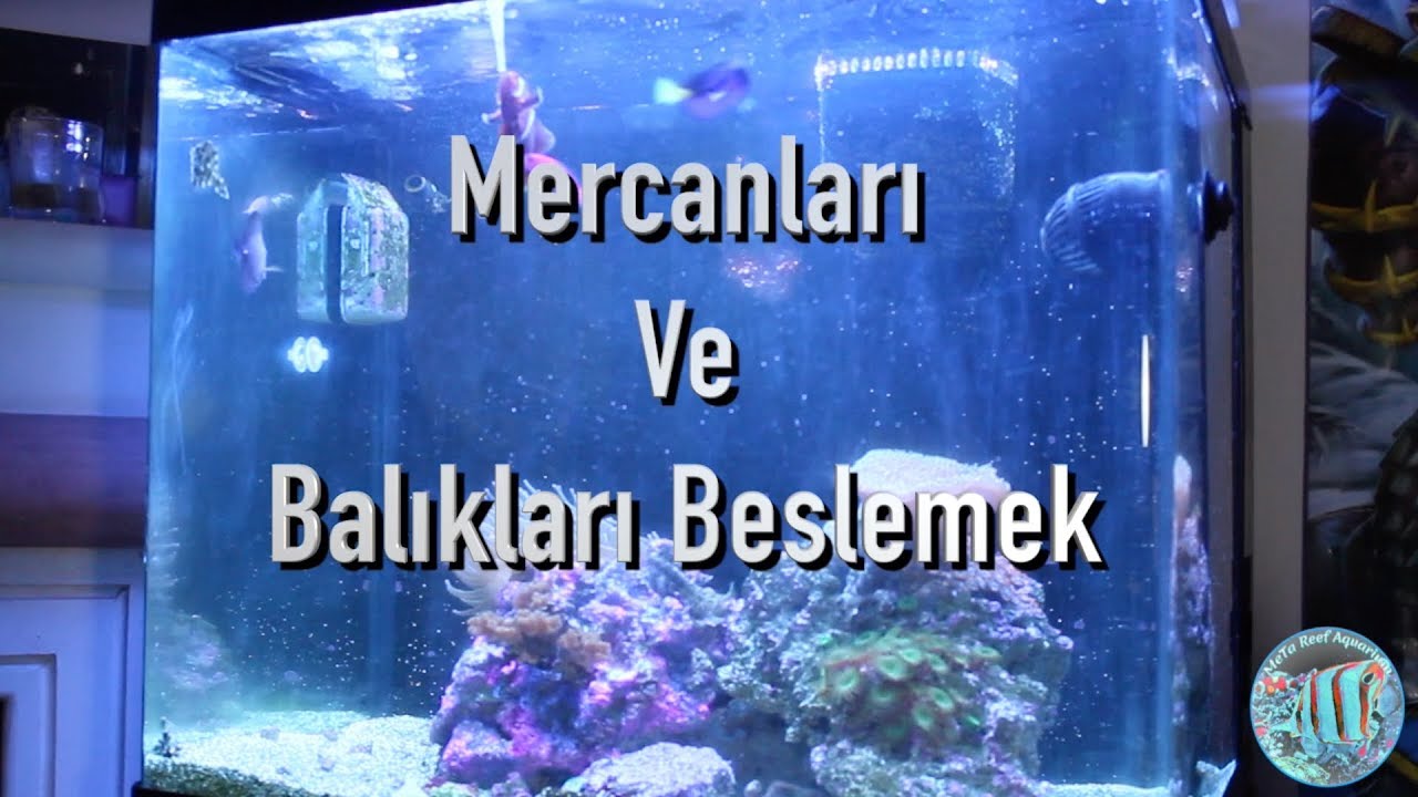 DENİZ AKVAYUMU | MERCANLARI VE BALIKLARI BESLEMEK | MEHMET HAKAN TATLICI
