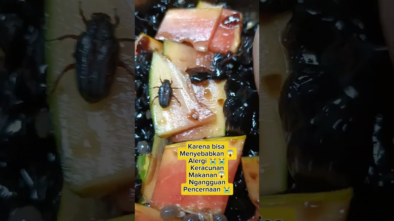 #makanan #shortvideo #masakan #viral