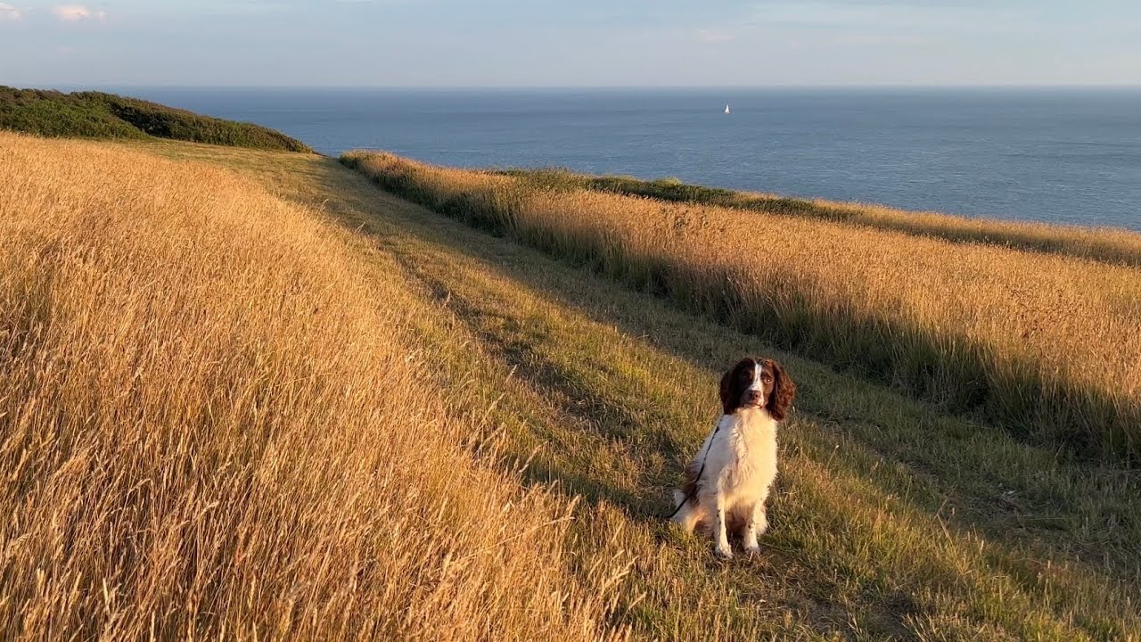 Gundog Training - Staying Close and Steadiness work