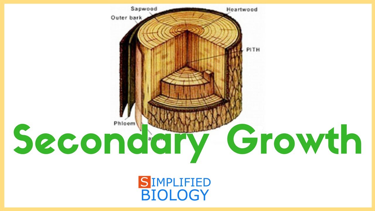 Secondary Growth for NEET, AIPMT, MCAT, JIPMER, AIIMS.