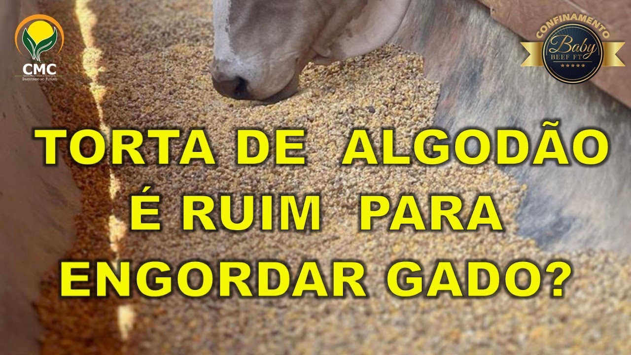 TORTA DE  ALGODÃO É RUIM PARA ENGORDAR GADO?