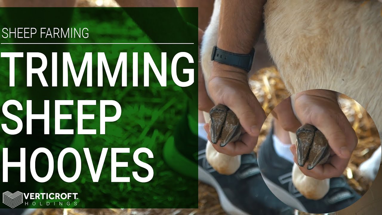 Trim Sheep Hooves | Sheep Farming | Verticroft Holdings | Ryan Singlehurst