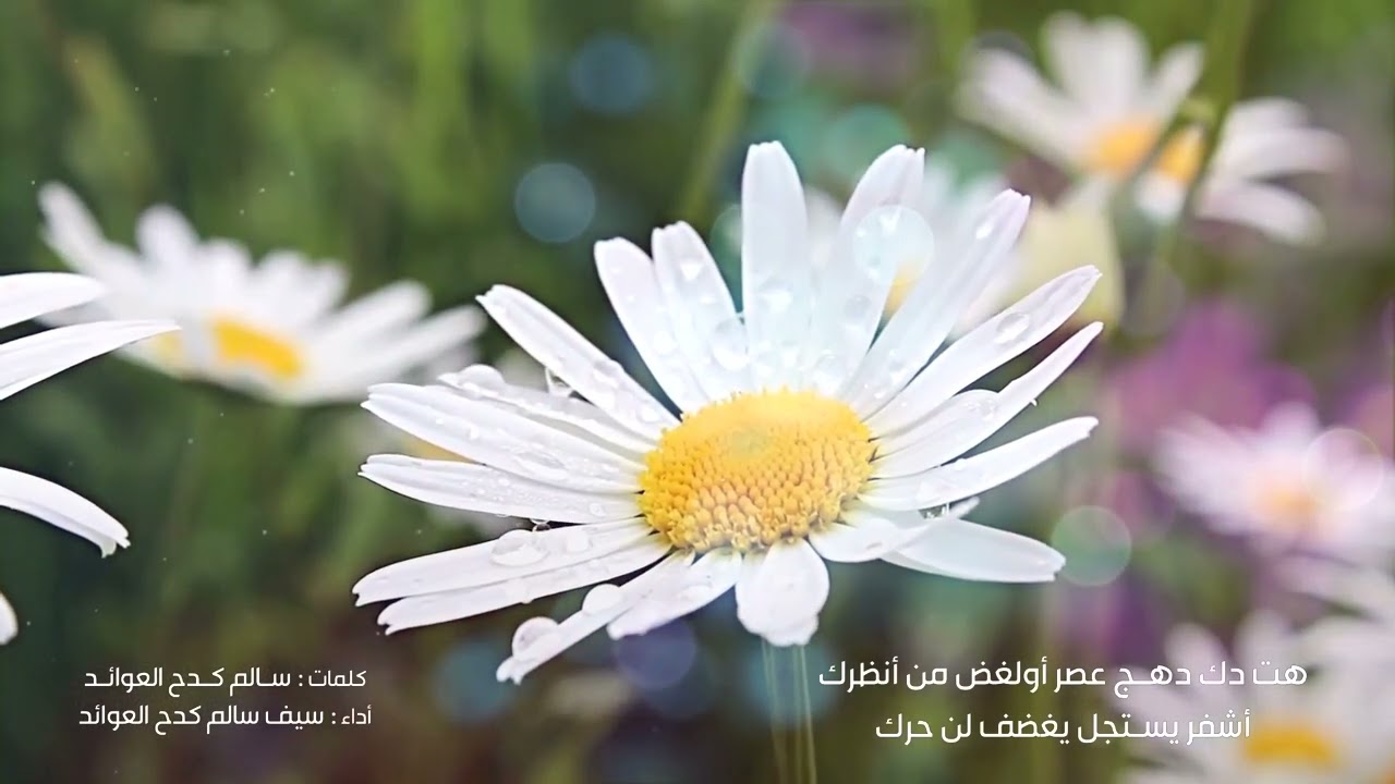 افضل نانا ظفاري جديد وحصري 2022_سيف العوائد