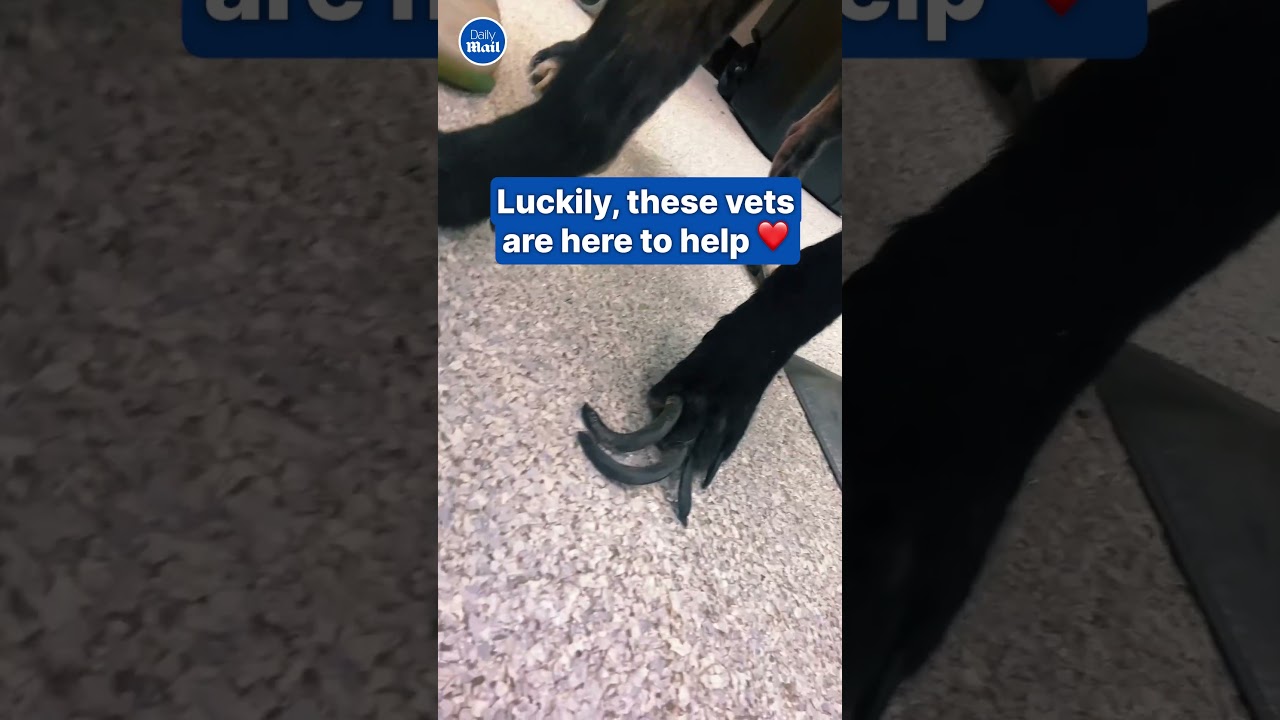 Vets help poor dog with overgrown nails