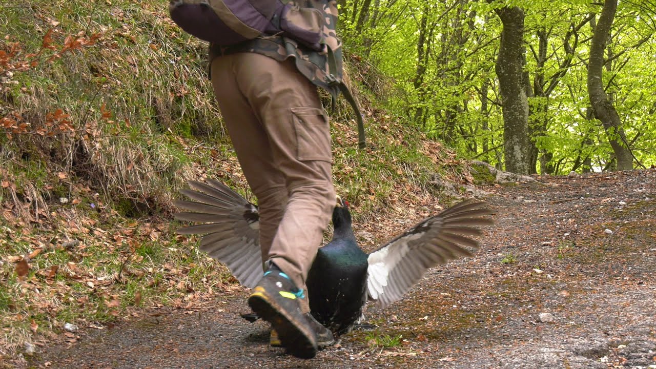 Gallo cedrone all'attacco dell'uomo