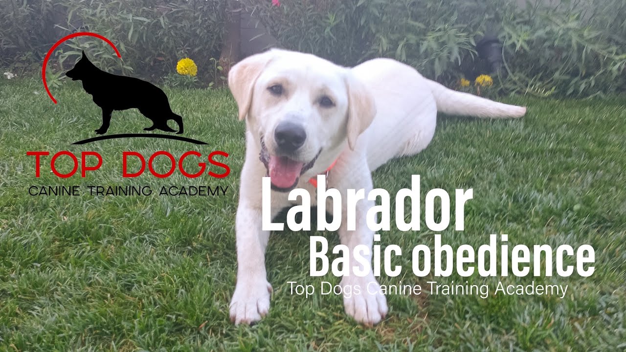 Λαμπραντορ εκπαίδευση βασικής υπακοής! / Labrador basic obedience training!
