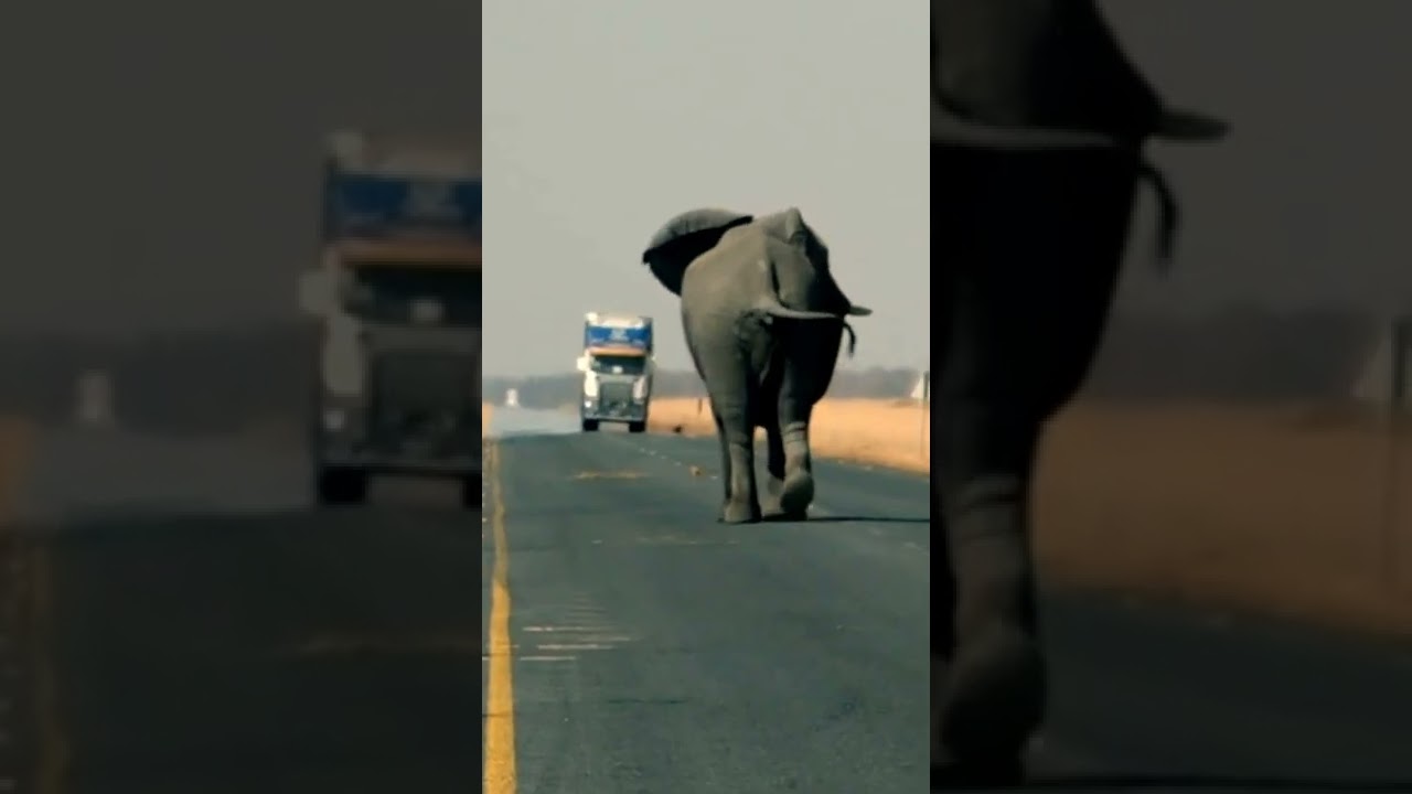 Will This Healthy Elephant Stop The Truck? Wildlife. #shorts