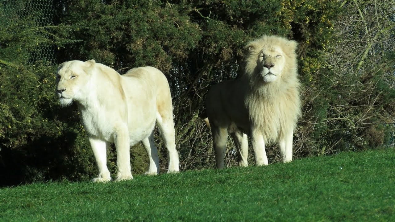 West Midlands Safari Park Trip - (December 2017)
