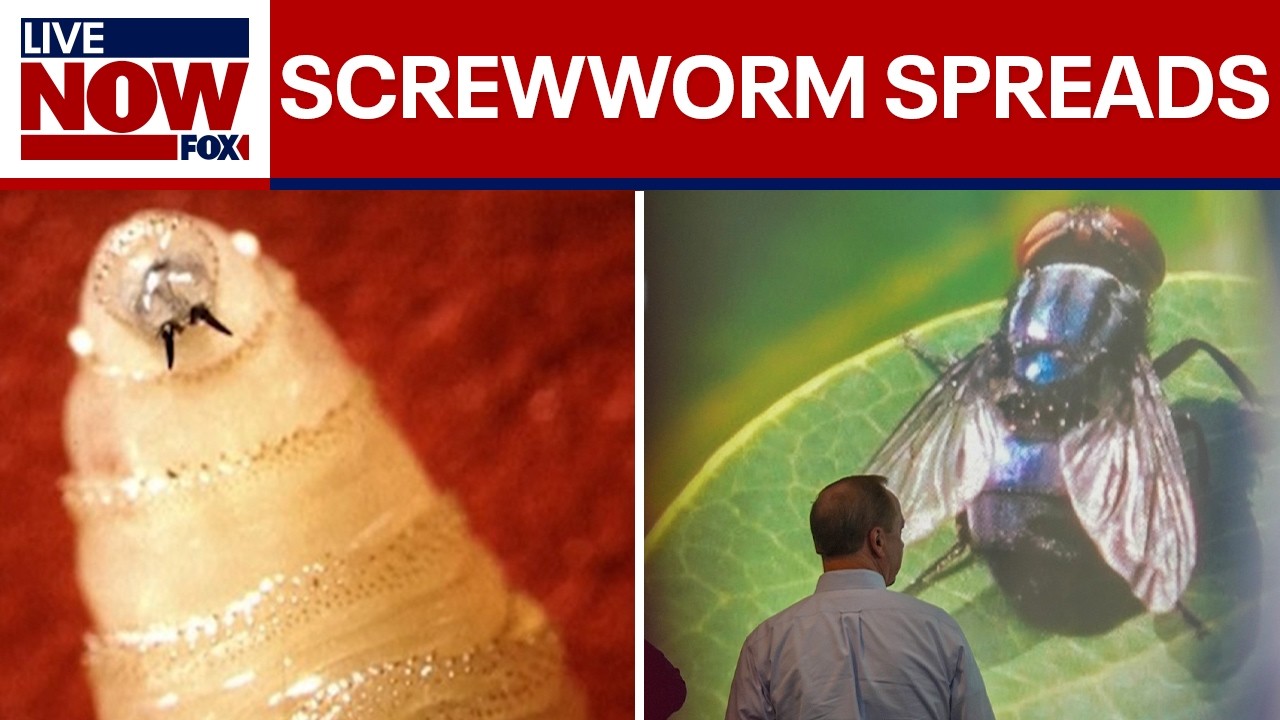 Screwworm: Flesh-eating cattle parasite spreads beyond Texas