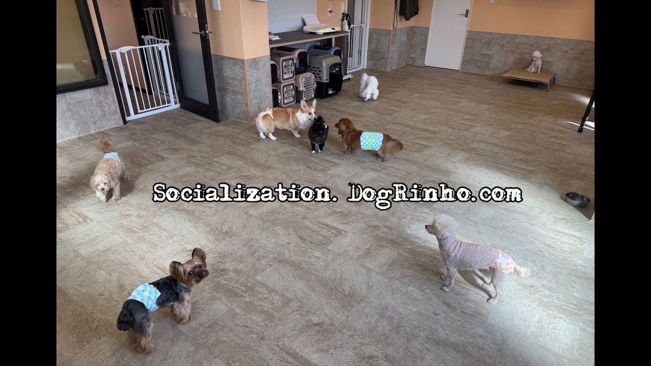 Dog daycare in Japan DogRinho 犬の保育園　20260222