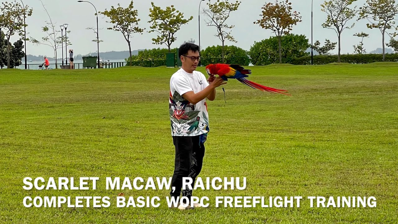 WOPC Trainer’s Scarlet Macaw Completes Basic Freeflight Training