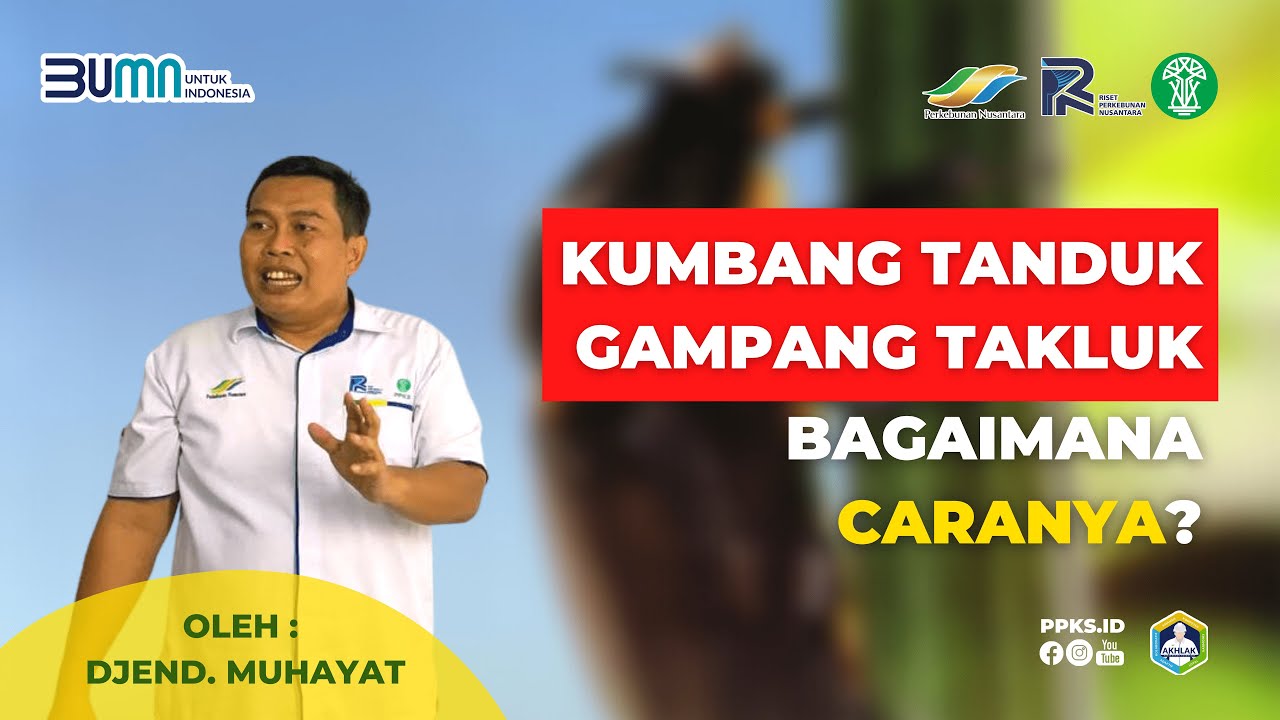 Kumbang Tanduk Gampang Takluk Asal Pengendaliannya Sesuai Petunjuk