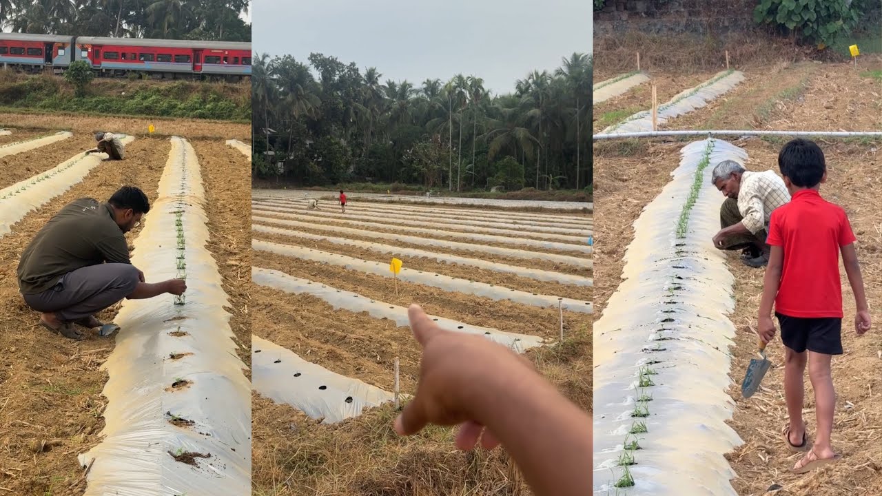 തണ്ണിമത്തൻ തൈകളുടെ വളർച്ചയും കള പറിക്കലും Watermelon Farming Malayalam 