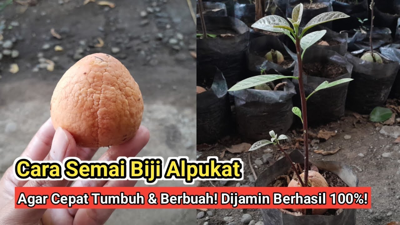Cara Semai Menanam Biji Alpukat Yang Benar Agar Cepat Tumbuh Dan Berbuah