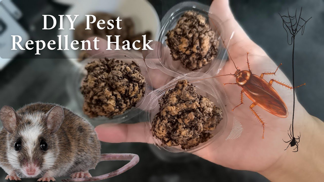 How I Stopped Mice and Bugs With Just Toilet Paper!