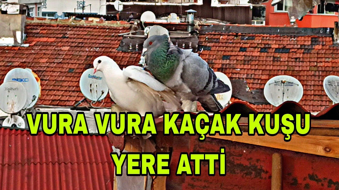 VURA VURA KAÇAK KUŞU YERE ATTİ İŞTE KİZGİN ERKEĞİMİZİN GÜÇÜ