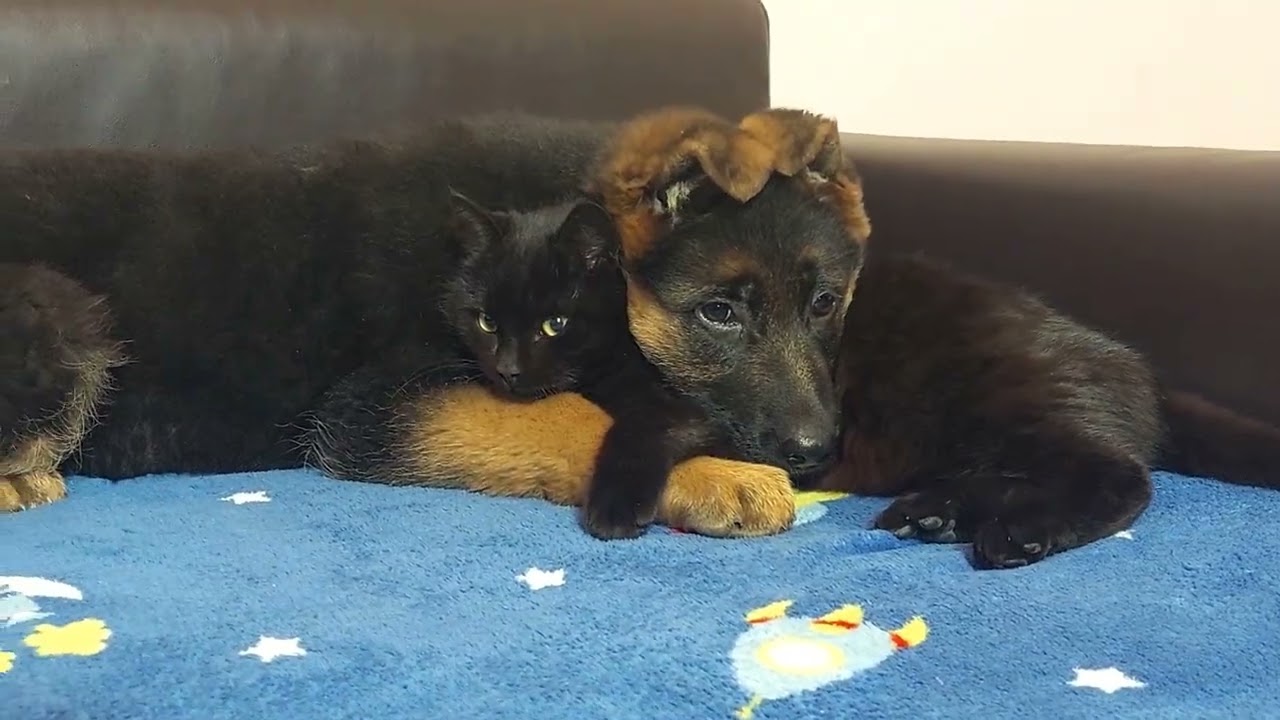 Rescued German shepherd Puppy Refuses To Sleep Without His Cat Mom