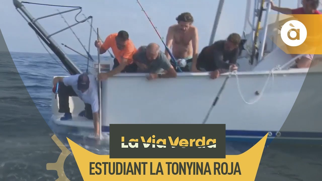 Pesca cient&iacute;fica de tonyina roja a Moraira per a estudiar l'estat de l'esp&egrave;cie - La via verda
