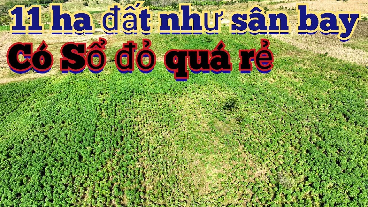 11 ha đất đỏ đen có sổ đỏ quá bằng phẳng tất cả chỉ 2 tỷ | nhà đất giá rẻ