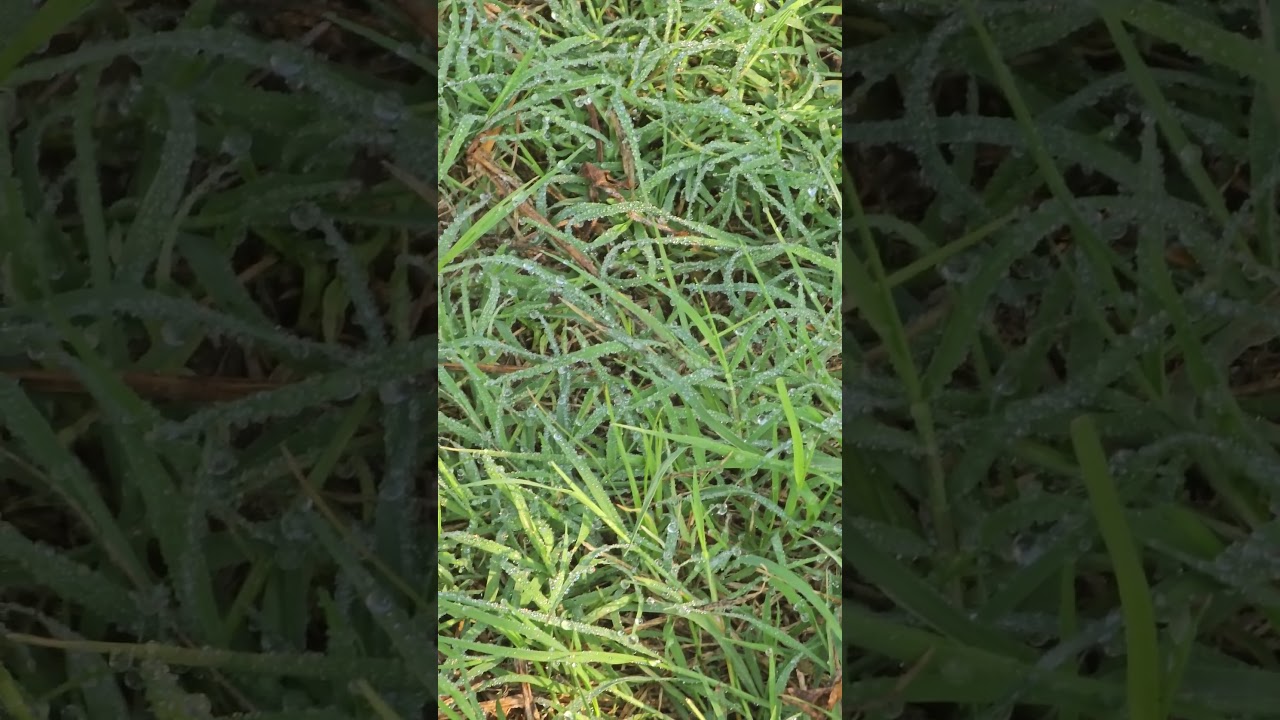 Early morning dew drops on grass