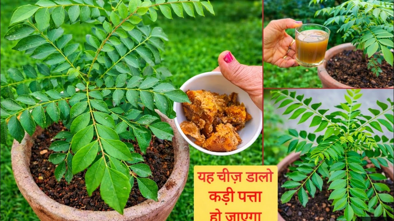कड़ी पत्ते का पौधा हर घर में काम में आने वाला पौधा Kadi Patta लगाने का तरीका सबसे आसान