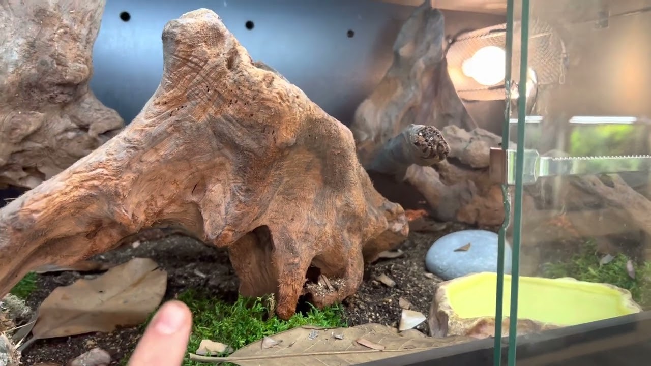 Rare Sarasinorum Giant Gecko Care Guide with Bioactive Setup