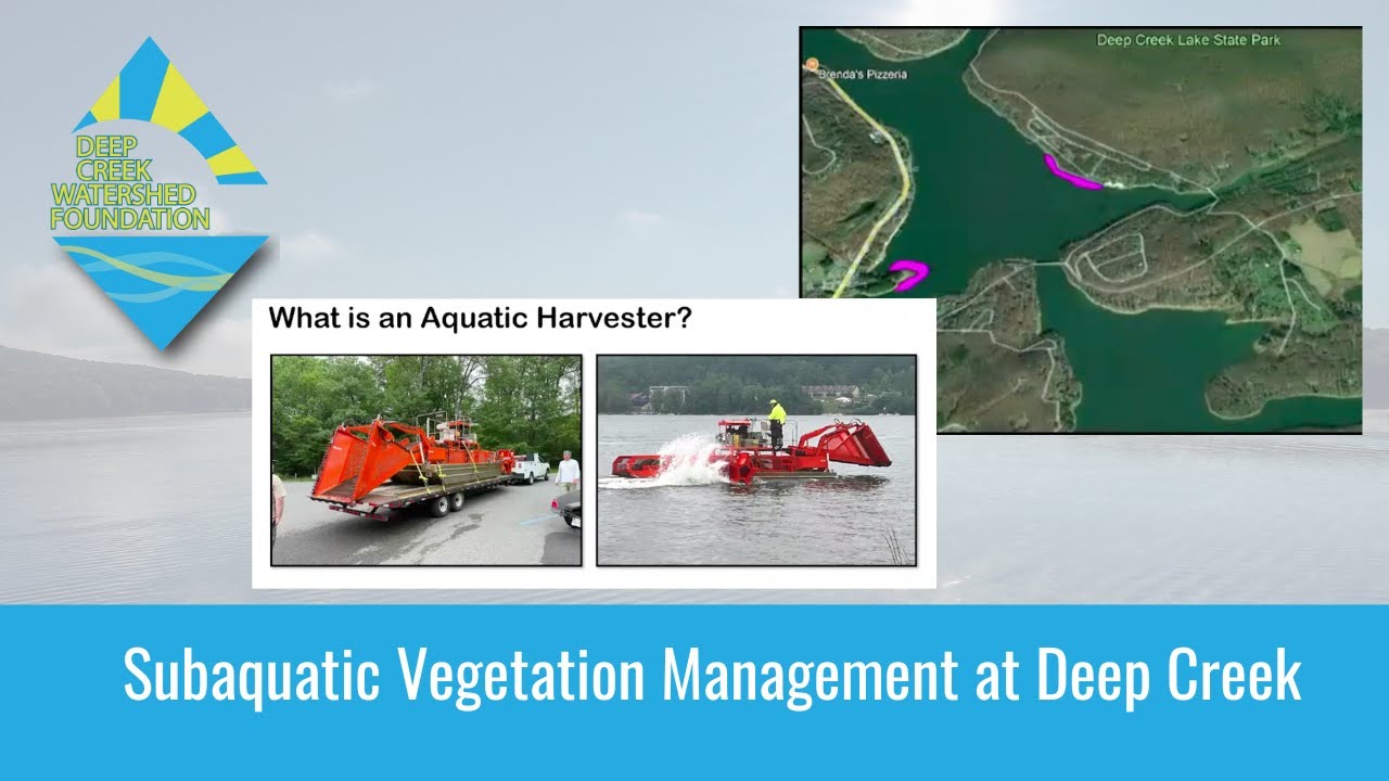 Submerged Aquatic Vegetation Management in Deep Creek Lake