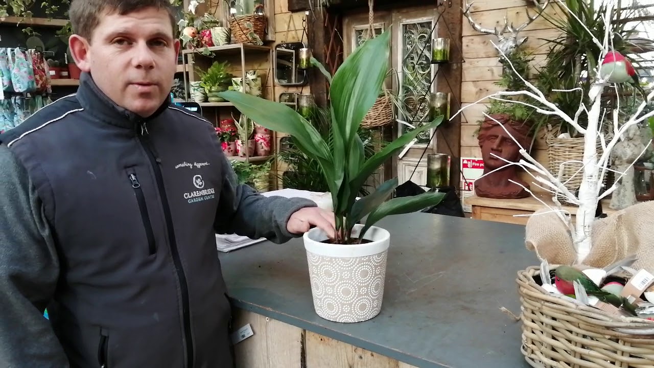 Cast Iron Indoor Plant - Christmas Gifts 2019 - Clarenbridge Online Garden Centre Ireland