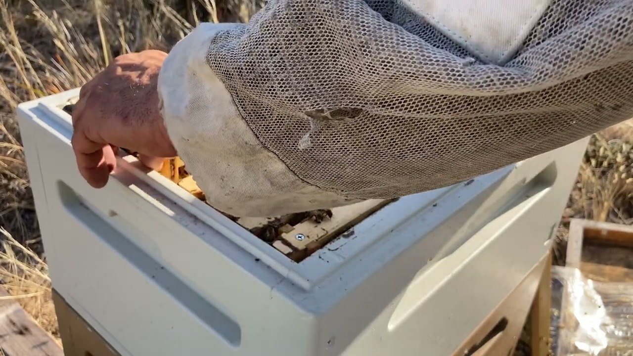 Summer Feeding in Tough Conditions