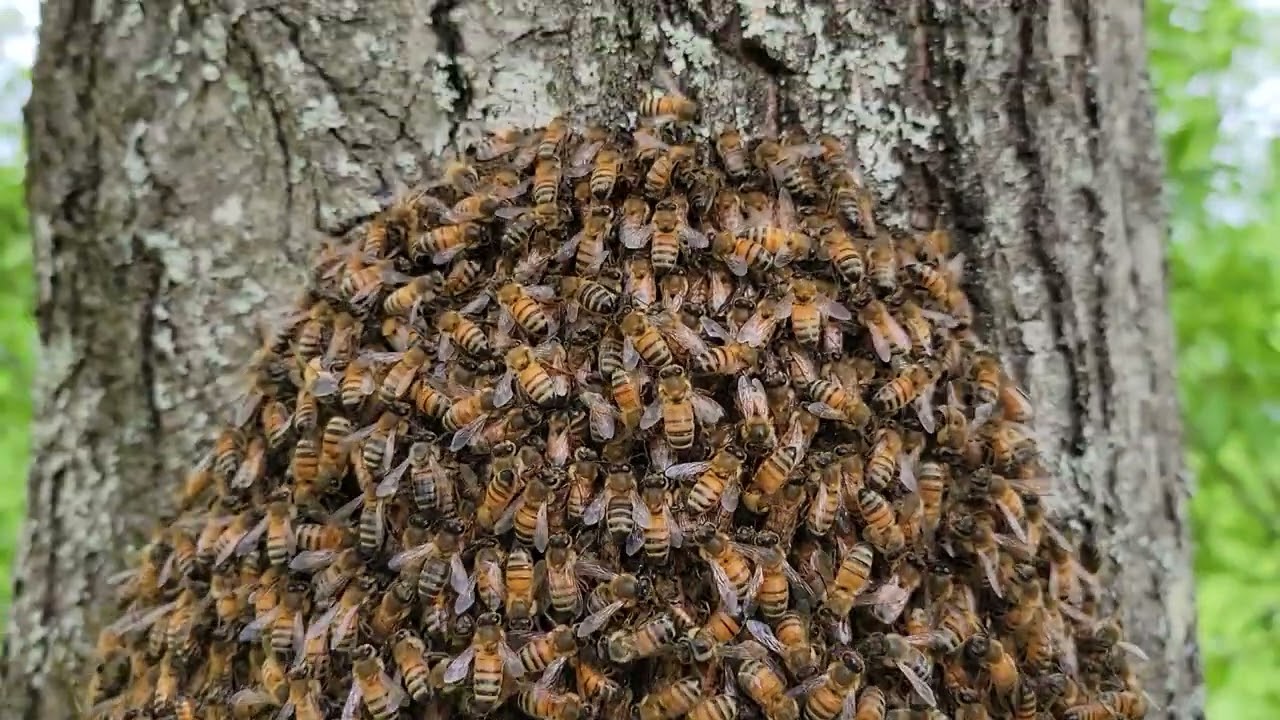 Honey Bee Swarm Clustered on a Tree Trunk.  Beekeeping!