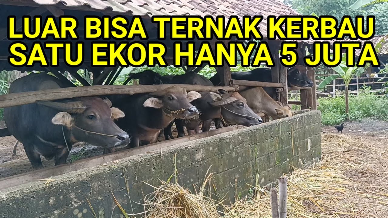 LUAR BIASA MURAH HARGA KERBAU ENAM SAMPAI LIMA JUTA
