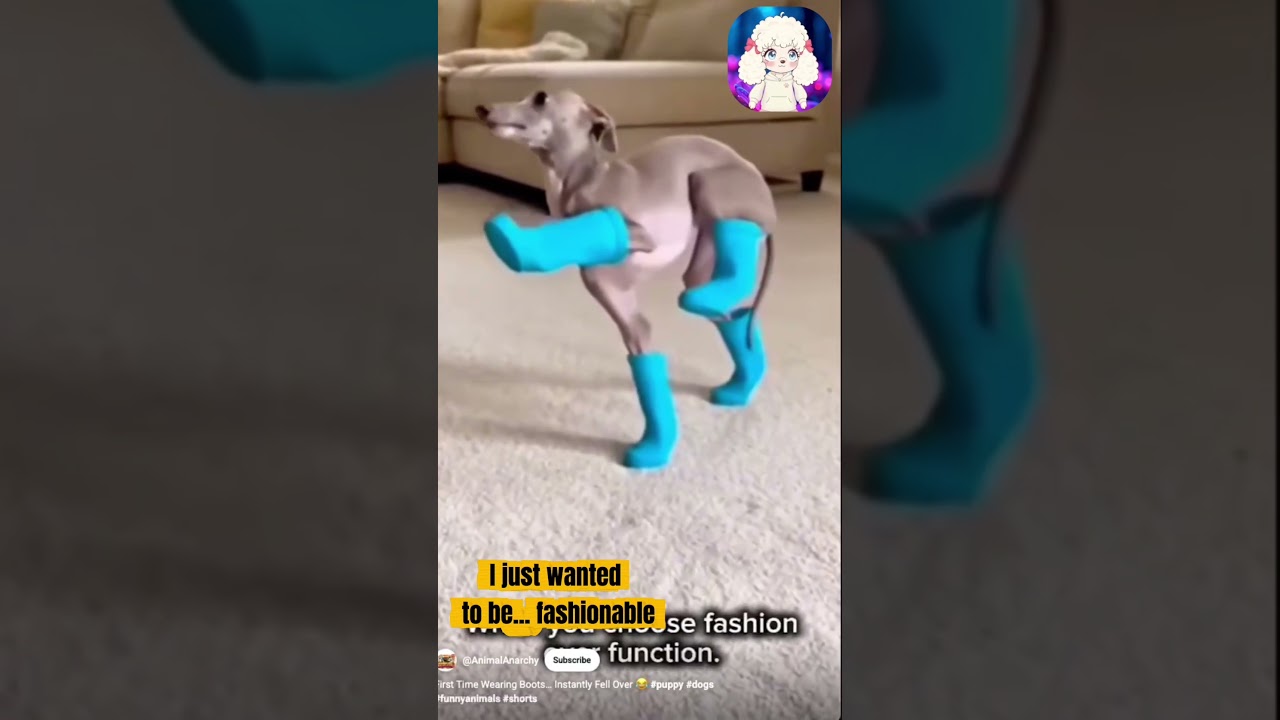 Dogs vs Shoes: CHAOS 🐾 Fiona Reacts 