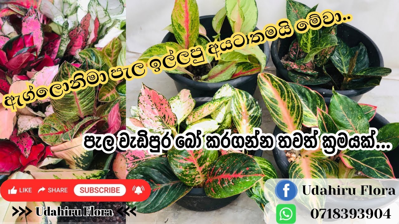 ඔයාලට දෙන්න ඇග්ලොනිමා පැල ගොඩක් තියෙනවා දැන්🪴ඉක්මනින් පැල ගොඩක් හදාගන්න තව ක්‍රමයක් | 10K වුන සතුට🔛🔒