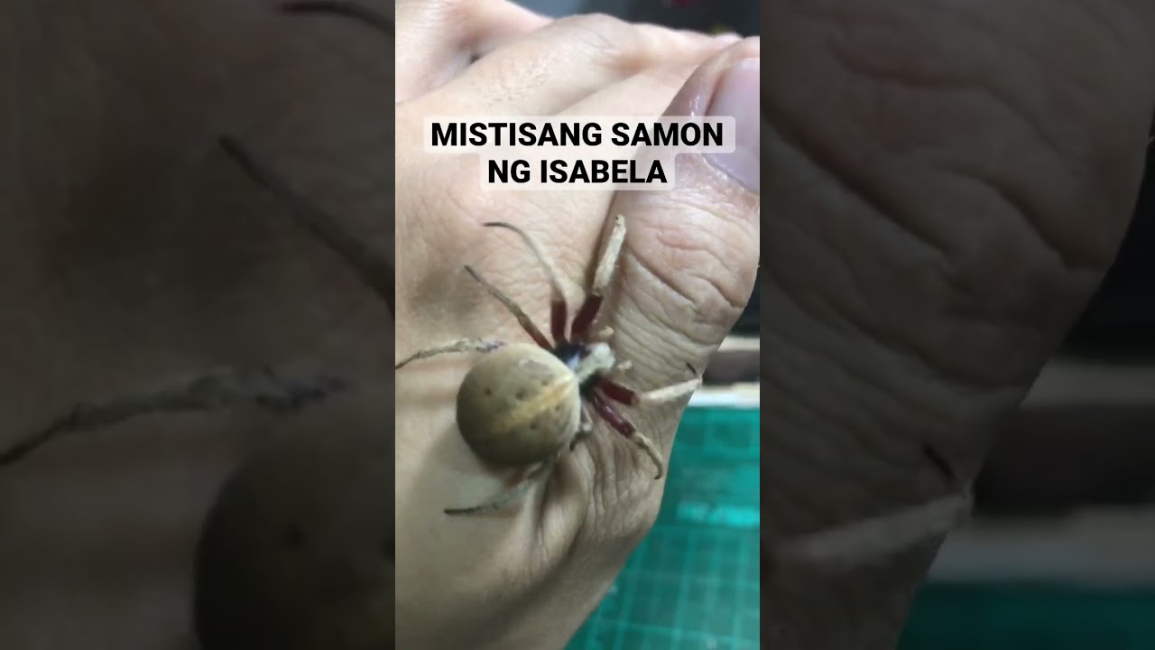 ISA SA MGA KULAY NG GAGAMBANG SAMON NG ISABELA