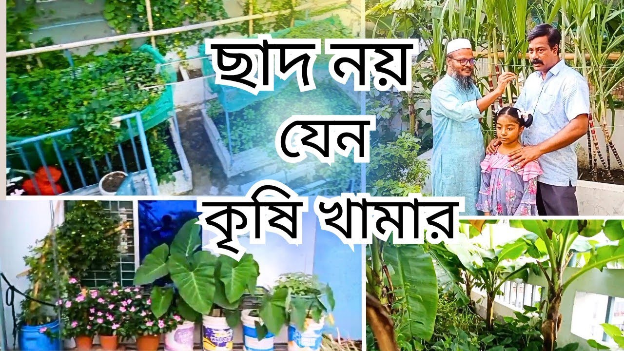 মোহাম্মদপুর বসিলায় সাইদ দম্পতির অসাধারণ ছাদবাগান।শাক সবজি,ফুল-ফল সবুজের সমারোহ,যেন একটি কৃষি খামার।