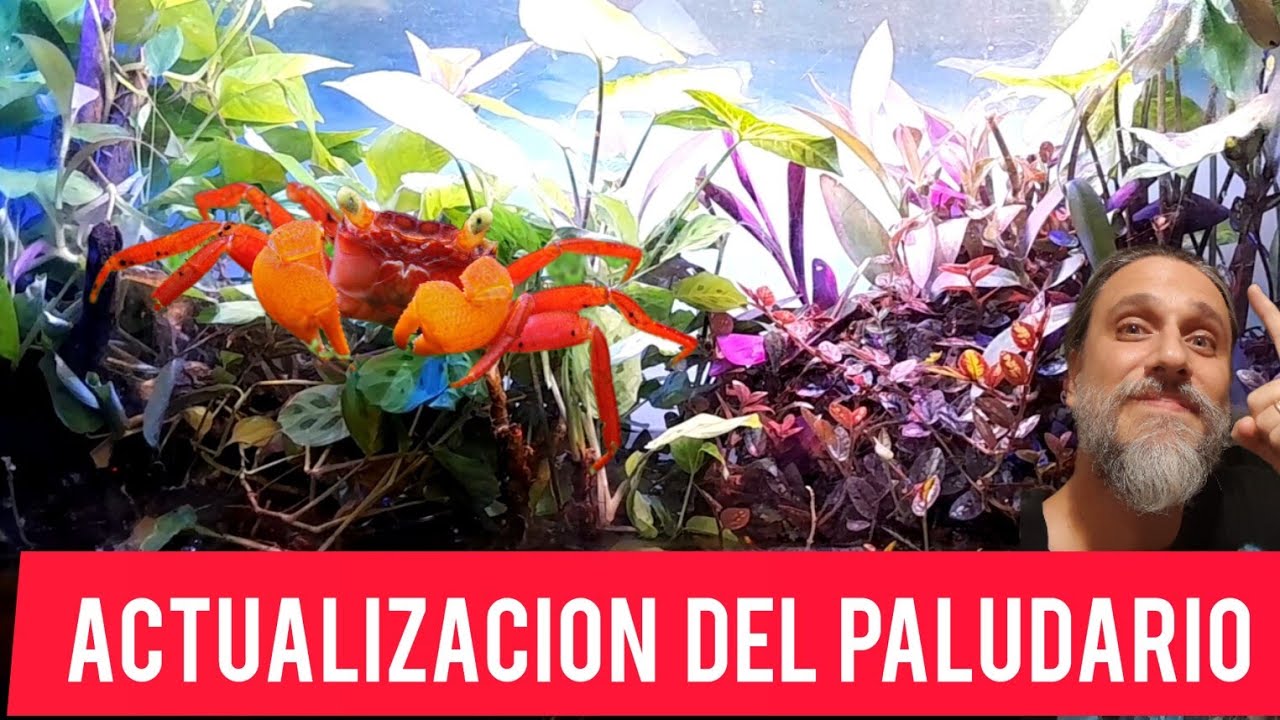 Un día cualquiera en Acuamanus #34 / Breve repaso de cómo viene el paludario