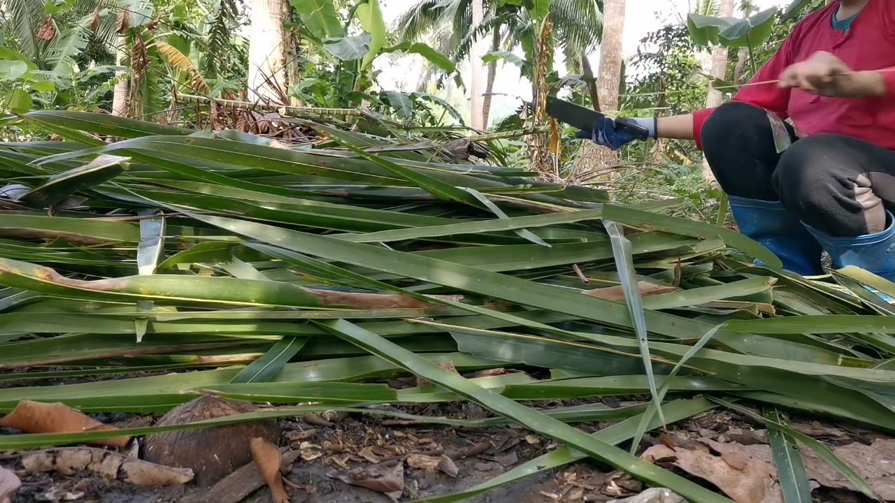 Making a Traditional Coconut Leaf Broom (Walis Tingting) | Buhay Probinsya #nature #cats