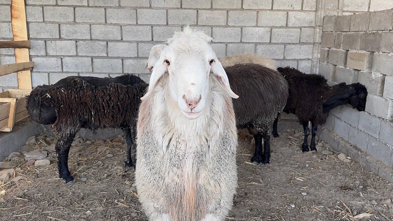 3 MING SO’MGA BITTA QO’Y BOQISH SIRI 2026 😱 NARH YONDI FOYDA SHOK