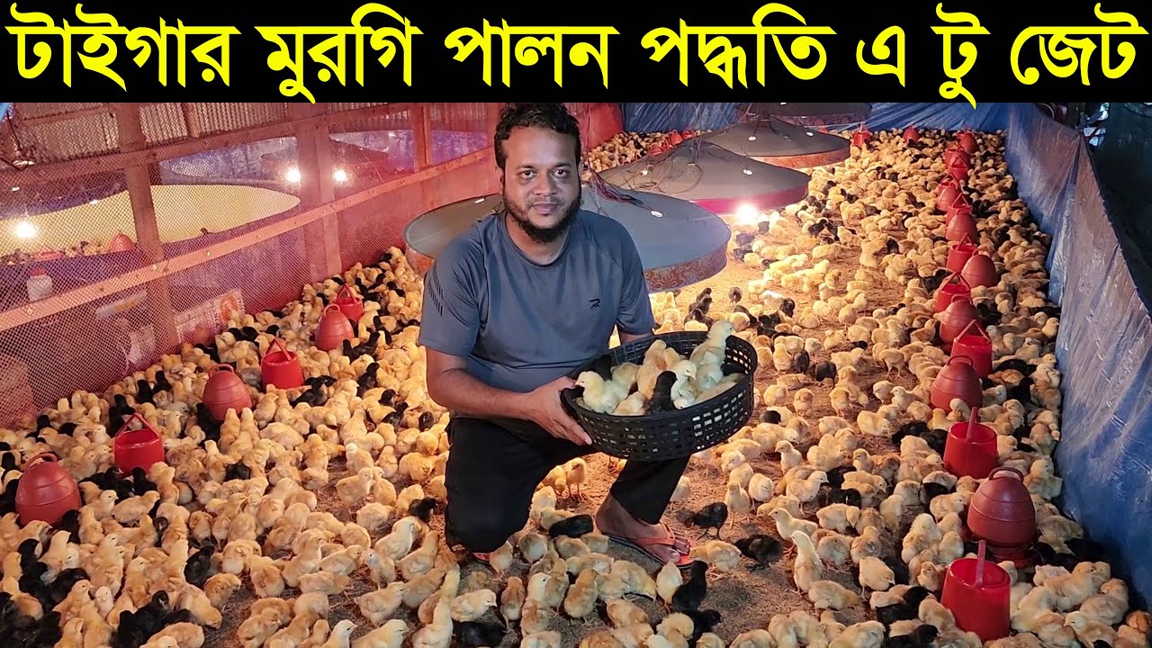 যেভাবে টাইগার মুরগি পালন করলে লাভবান হবেন জানুন এ টু জেট Tiger murgi