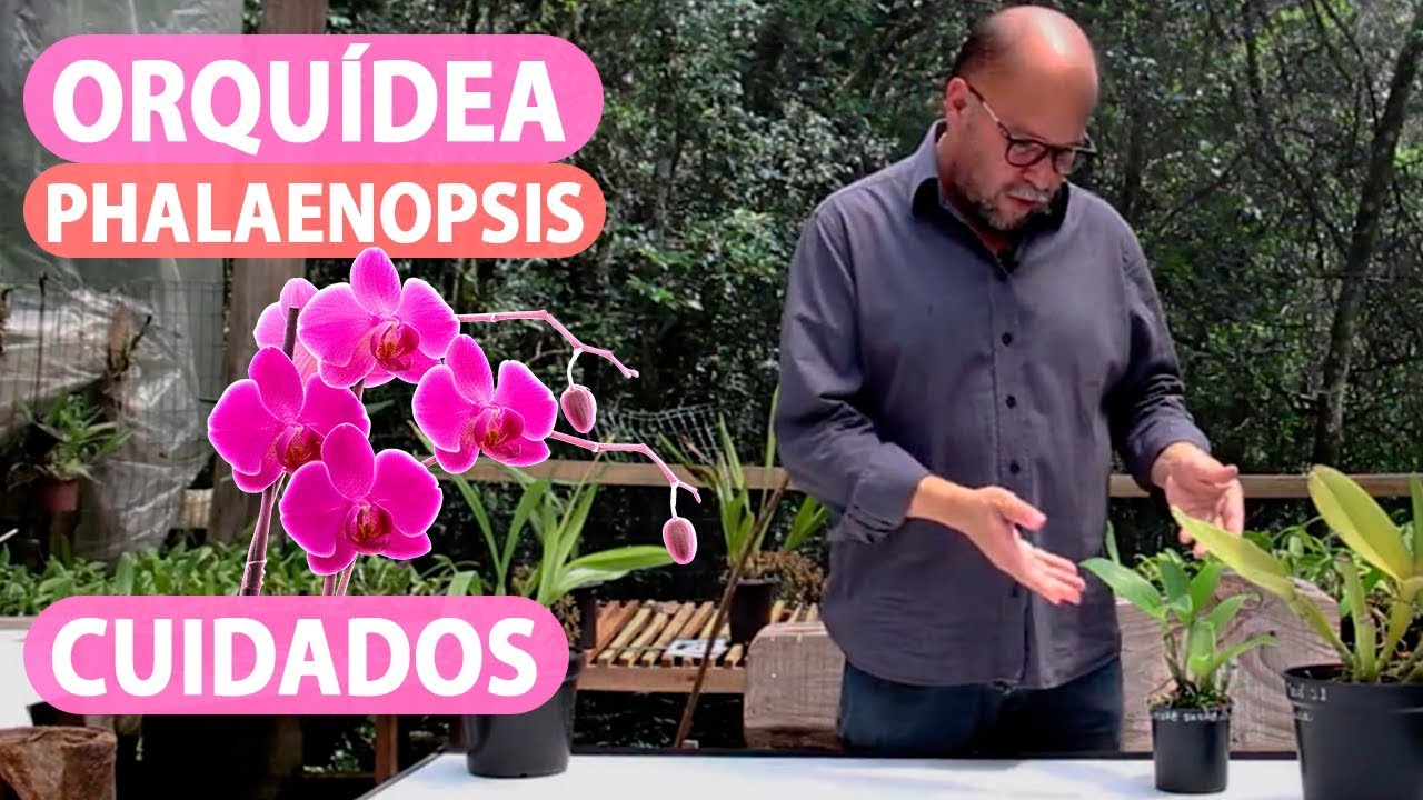 Orquidea Phalaenopsis Cuidados Básicos 📌