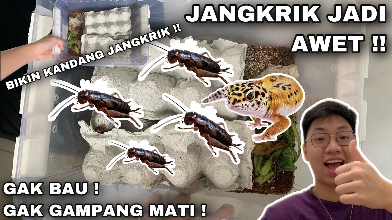 RAHASIA JANGKRIK AWET DAN TIDAK MUDAH MATI ! BIKIN KANDANG JANGKRIK SEDERHANA | Giveaway