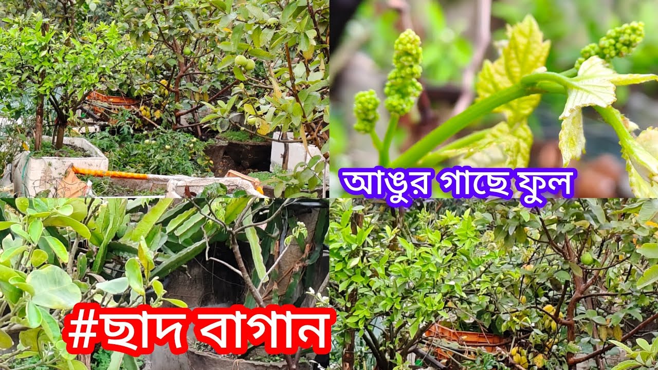 ফল ,সবজিতে ভরা বৃষ্টি ভেজা পুরো বাগান ঘুরে দেখালাম ।